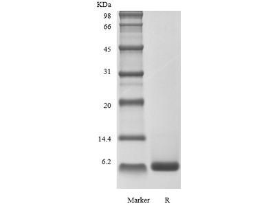 Recombinant Human Neuregulin 1-beta2 EGF-like domain GMP