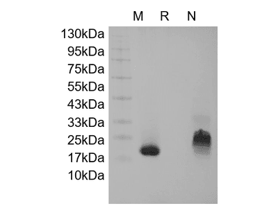 Recombinant Human Growth Regulated Protein-beta/CXCL2