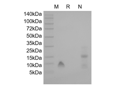 Recombinant Human Platelet Factor-4/CXCL4