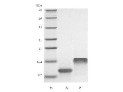 Recombinant Human I-TAC/CXCL11
