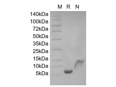 Recombinant Human Macrophage Inflammatory Protein-5/CCL15