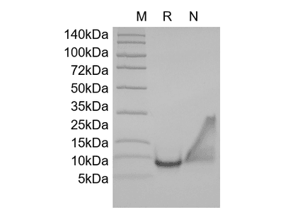 Recombinant Human Macrophage Inflammatory Protein-3/CCL23