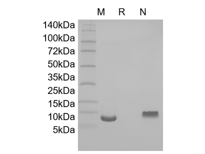 Recombinant Human Cuteaneous T-cell Attracting Chemokine/CCL27
