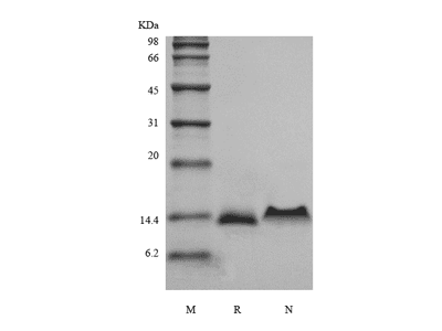 Recombinant Murine Protein C10/CCL6