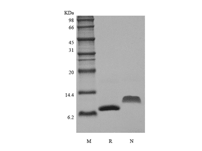 Recombinant Murine Monocyte Chemotactic Protein-2/CCL8