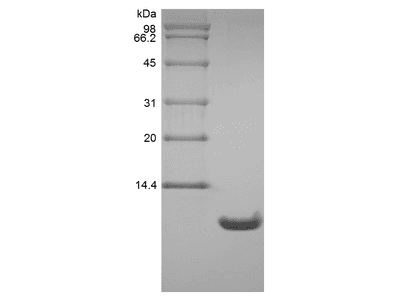 Recombinant Rat Neutrophil Activating Peptide 2/CXCL7