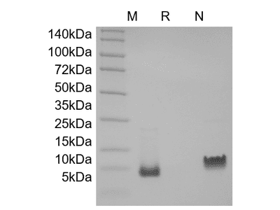 Recombinant Rat gamma-Interferon Inducible Protein 10/CXCL10
