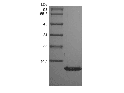 Recombinant Rat Thymus and Activation Regulated Chemokine/CCL17