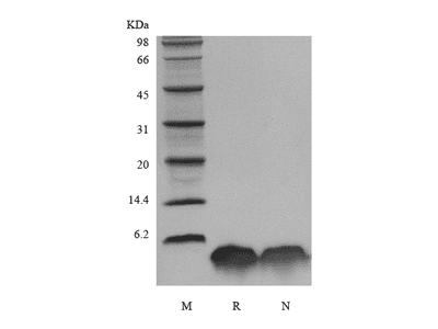 Recombinant Human Parathyroid Hormone 1-34