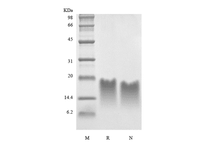 Recombinant Human Parathyroid Hormone 39-84 Asp 76
