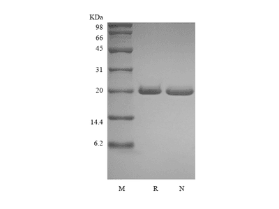 Recombinant Human Syndecan-4
