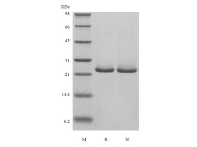 Recombinant Human B-cell Lymphoma 2