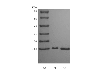 Recombinant Human Fatty-acid-binding Protein 6