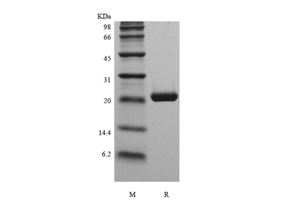Recombinant Murine Cardiotrophin1