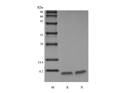 Recombinant Exendin-4