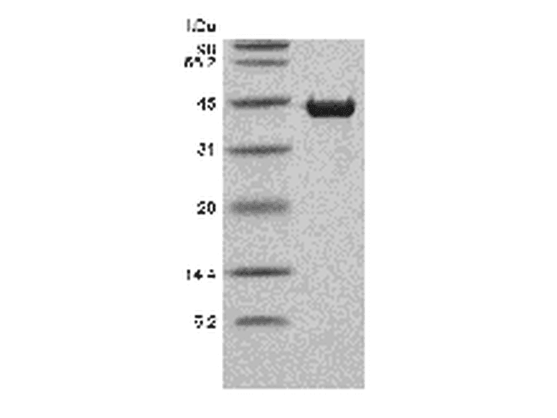 生物相关数据
