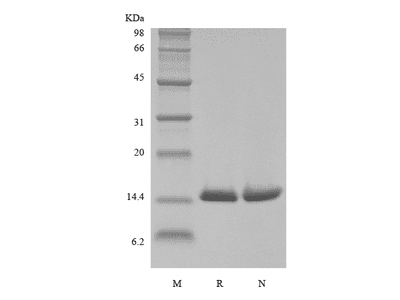 Biotinylated Recombinant Human Macrophage Migration Inhibitory Factor, His, Avi