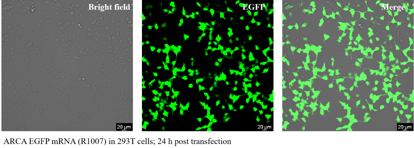 生物相关数据