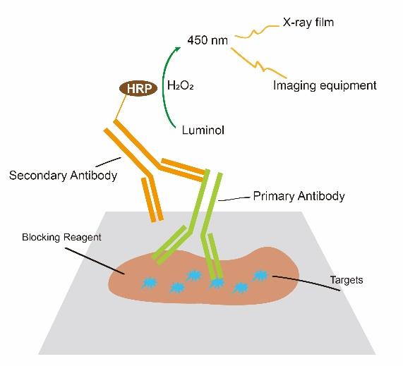 ECL Chemiluminescent Substrate Detection Kit, ECL化学发光底物检测试剂盒(标准版) - 美国 ...
