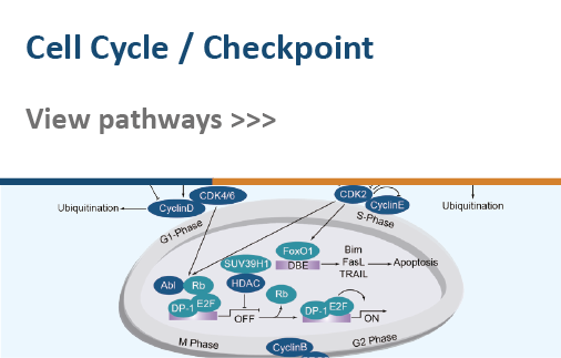 Cell Cycle/Checkpoint