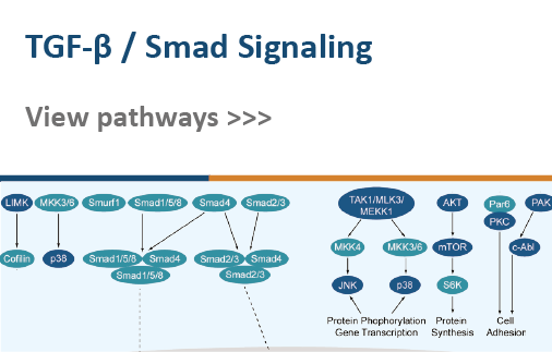 TGF-β/Smad Signaling