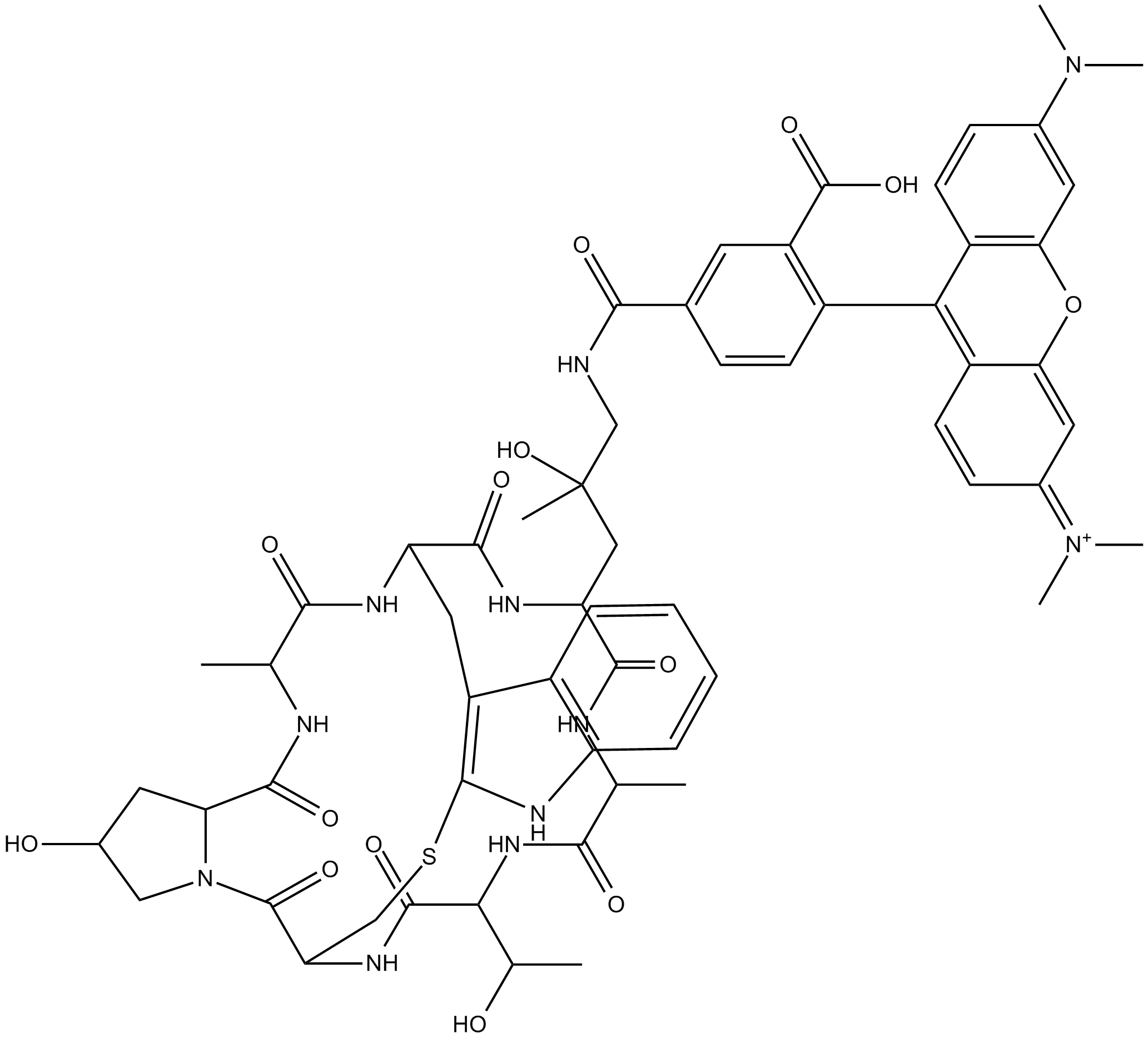 Phalloidin-Tetramethylrhodamine Conjugate