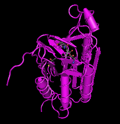 Caspase-8, human recombinant protein