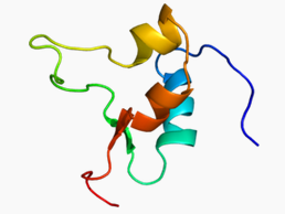 IGF-II, human recombinant