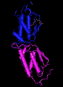 SCF, murine recombinant protein