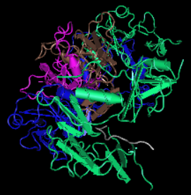 Follistatin, human recombinant protein